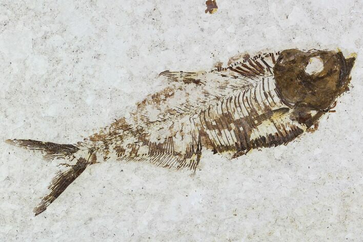 Fossil Fish Plate (Diplomystus) - Wyoming #111261